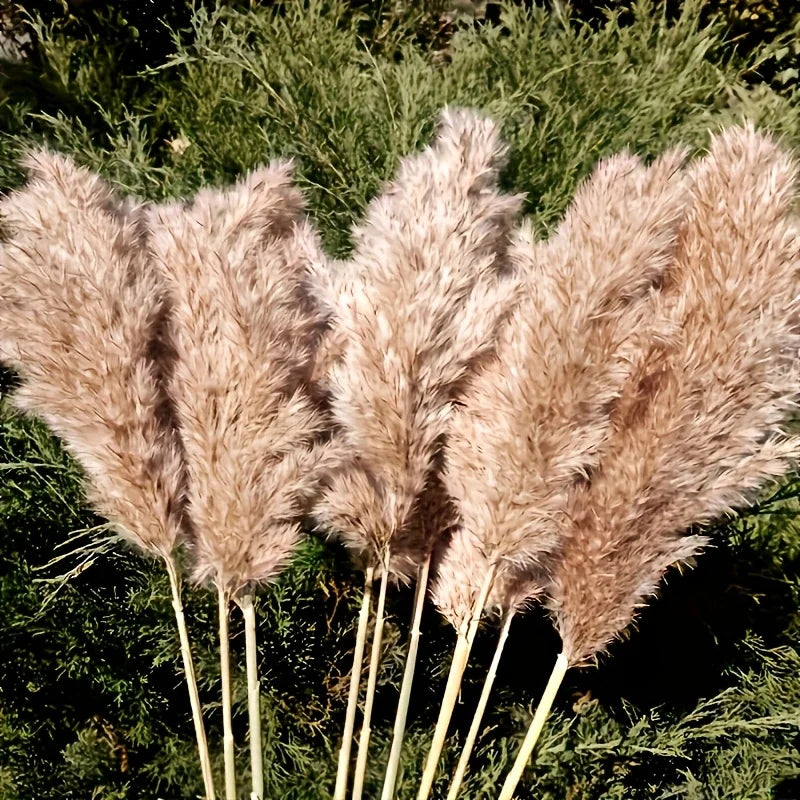 Tiges beige façon pampa présentées en éventail