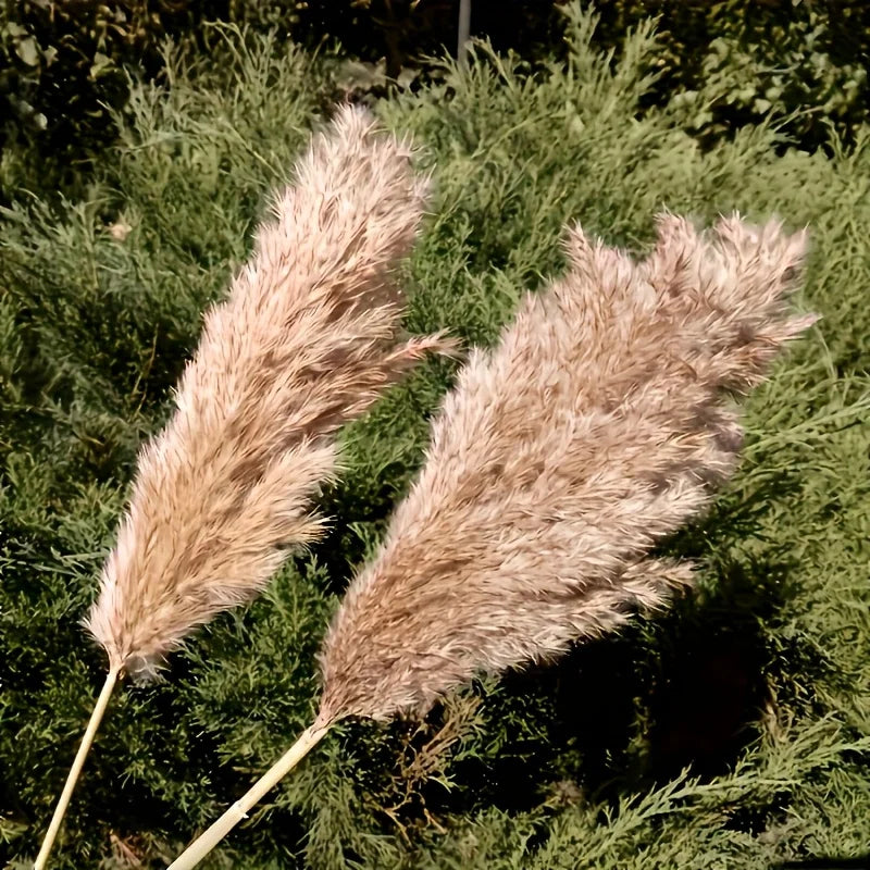 Détail des plumeaux beige de tiges façon pampa